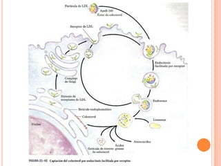 Metabolismo De Ácidos Grasos