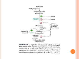 Metabolismo De Ácidos Grasos