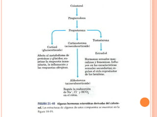 Metabolismo De Ácidos Grasos