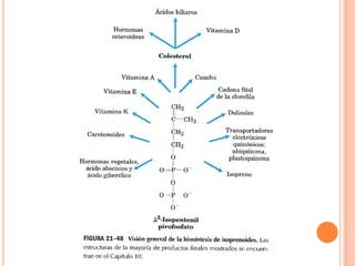 Metabolismo De Ácidos Grasos