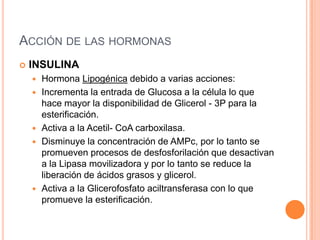 Metabolismo De Ácidos Grasos