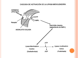 Metabolismo De Ácidos Grasos