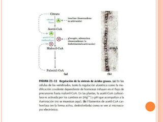 Metabolismo De Ácidos Grasos