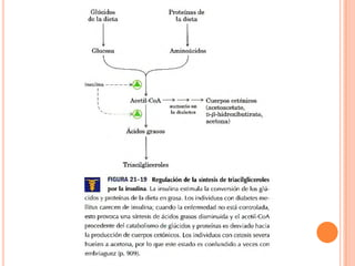 Metabolismo De Ácidos Grasos