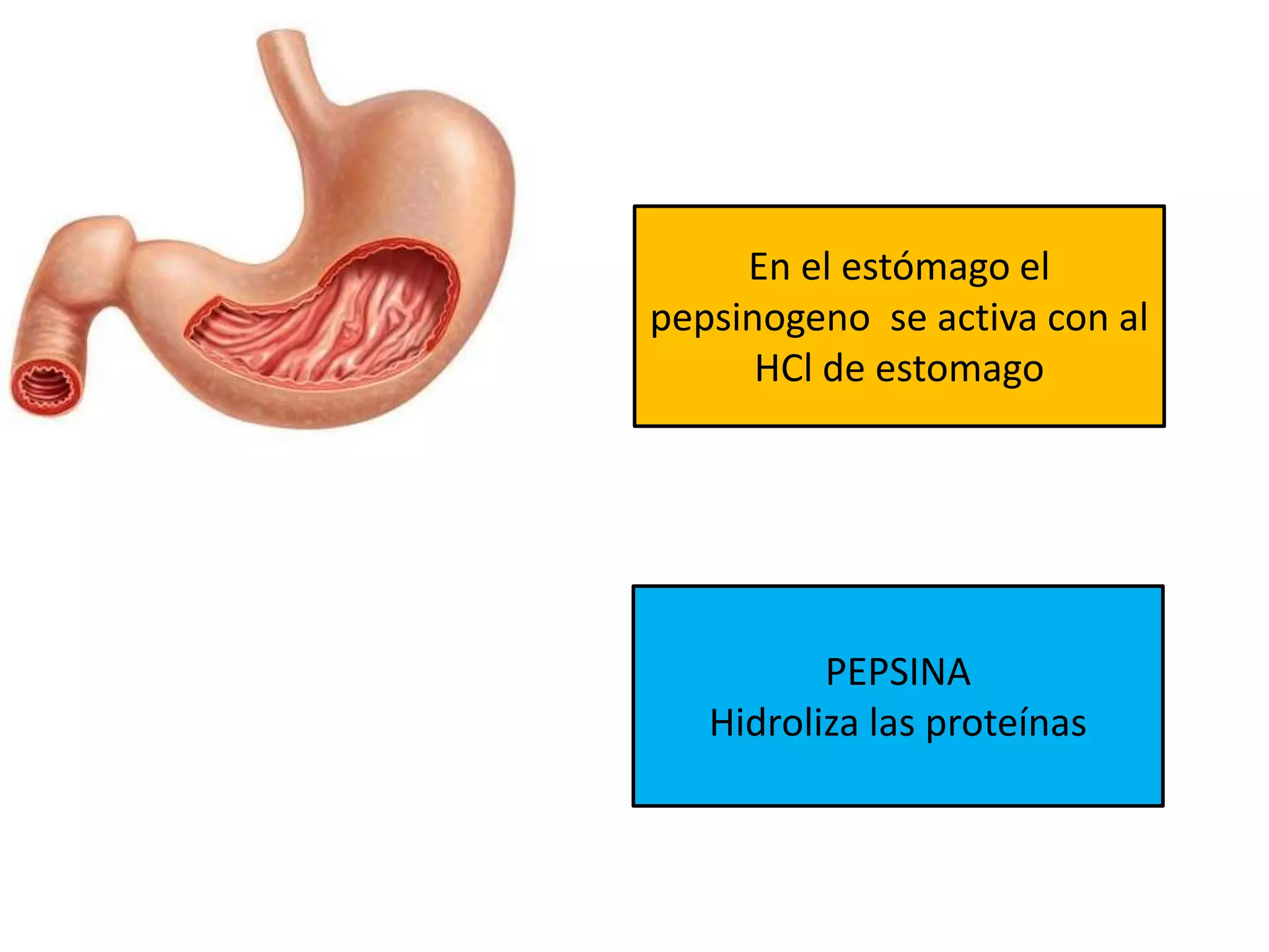 En el estómago el
pepsinogeno se activa con al
HCl de estomago
PEPSINA
Hidroliza las proteínas