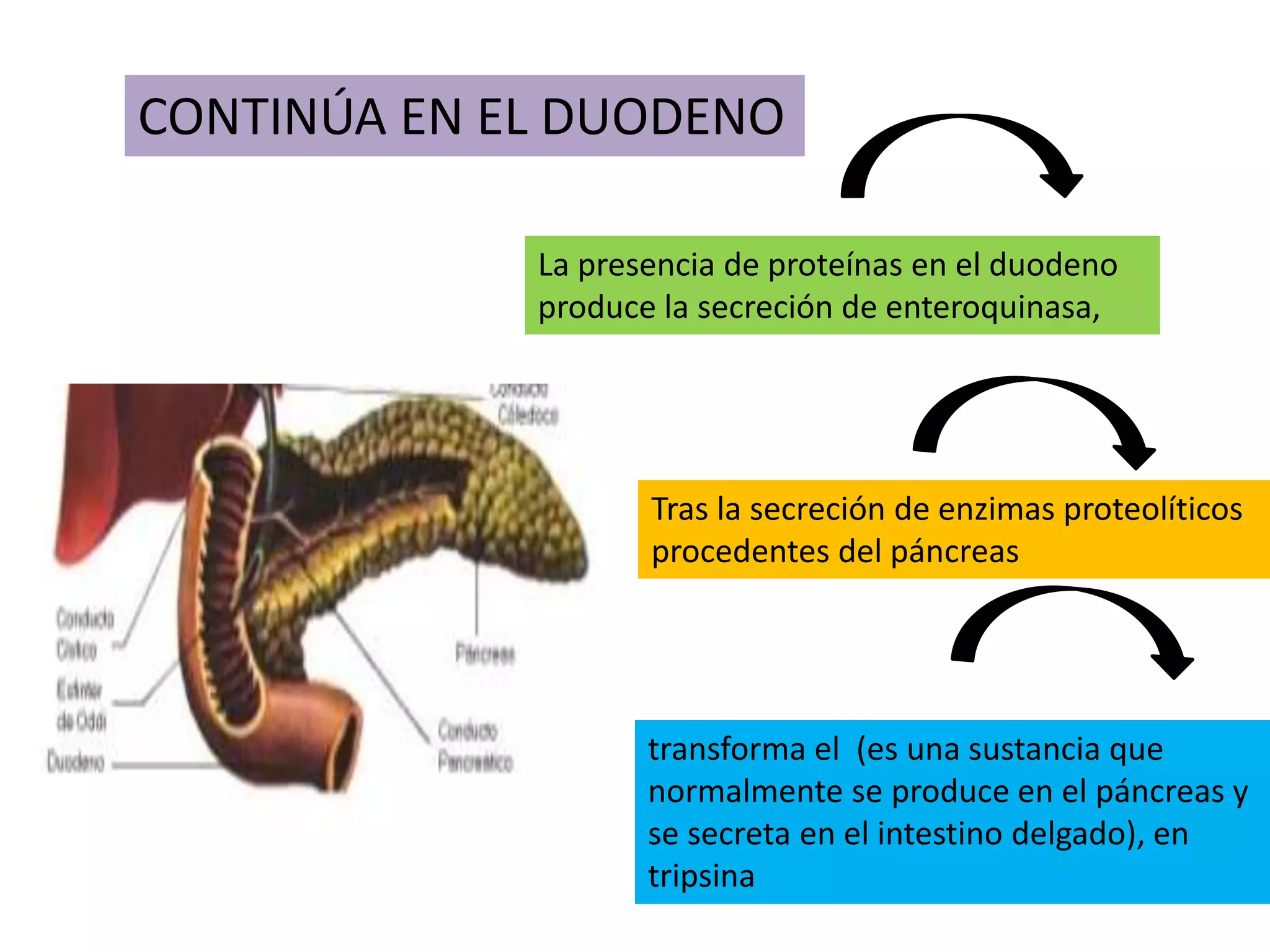 CONTINÚA EN EL DUODENO
La presencia de proteínas en el duodeno
produce la secreción de enteroquinasa,
transforma el (es una sustancia que
normalmente se produce en el páncreas y
se secreta en el intestino delgado), en
tripsina
Tras la secreción de enzimas proteolíticos
procedentes del páncreas