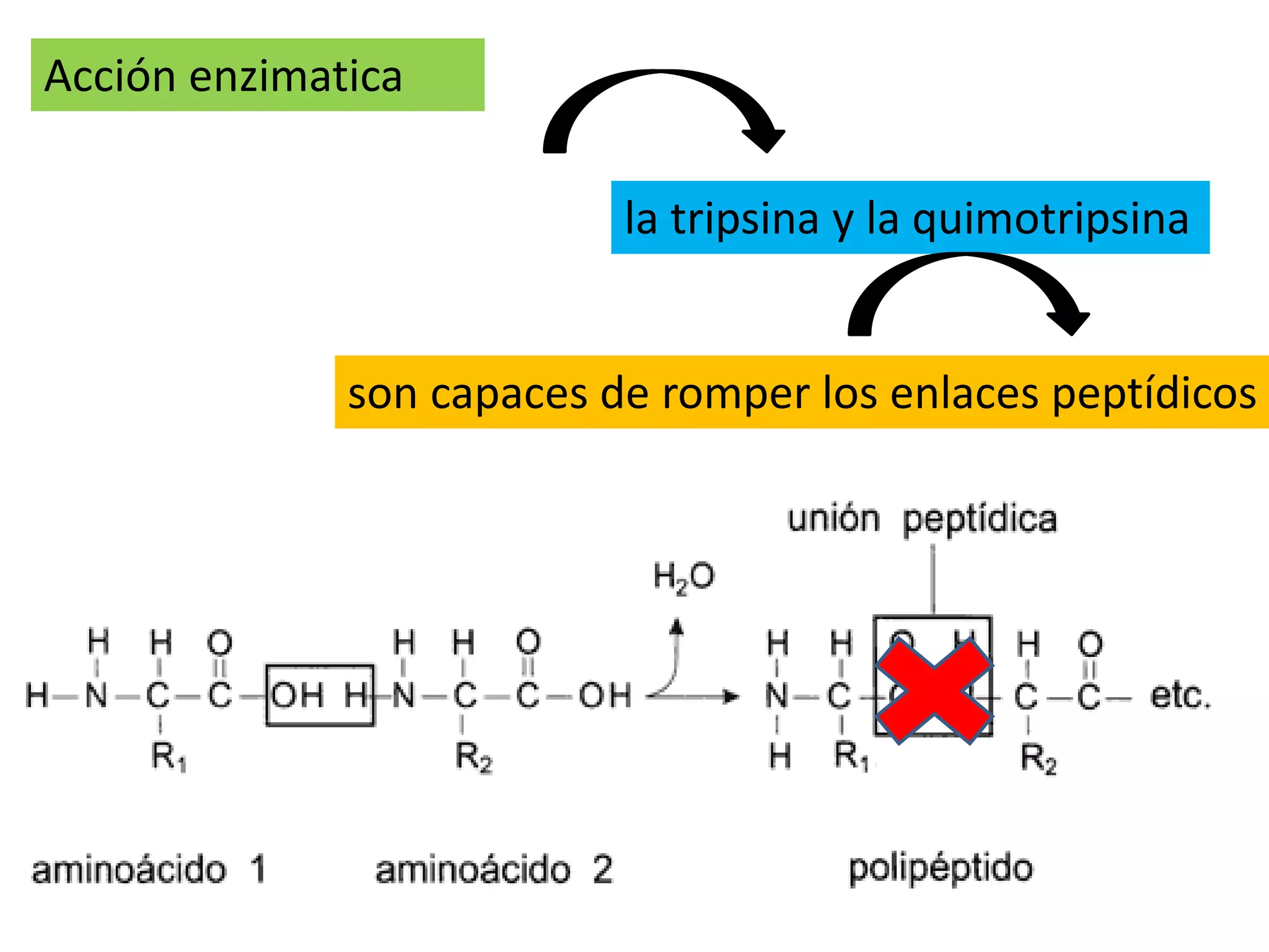Acción enzimatica
la tripsina y la quimotripsina
son capaces de romper los enlaces peptídicos