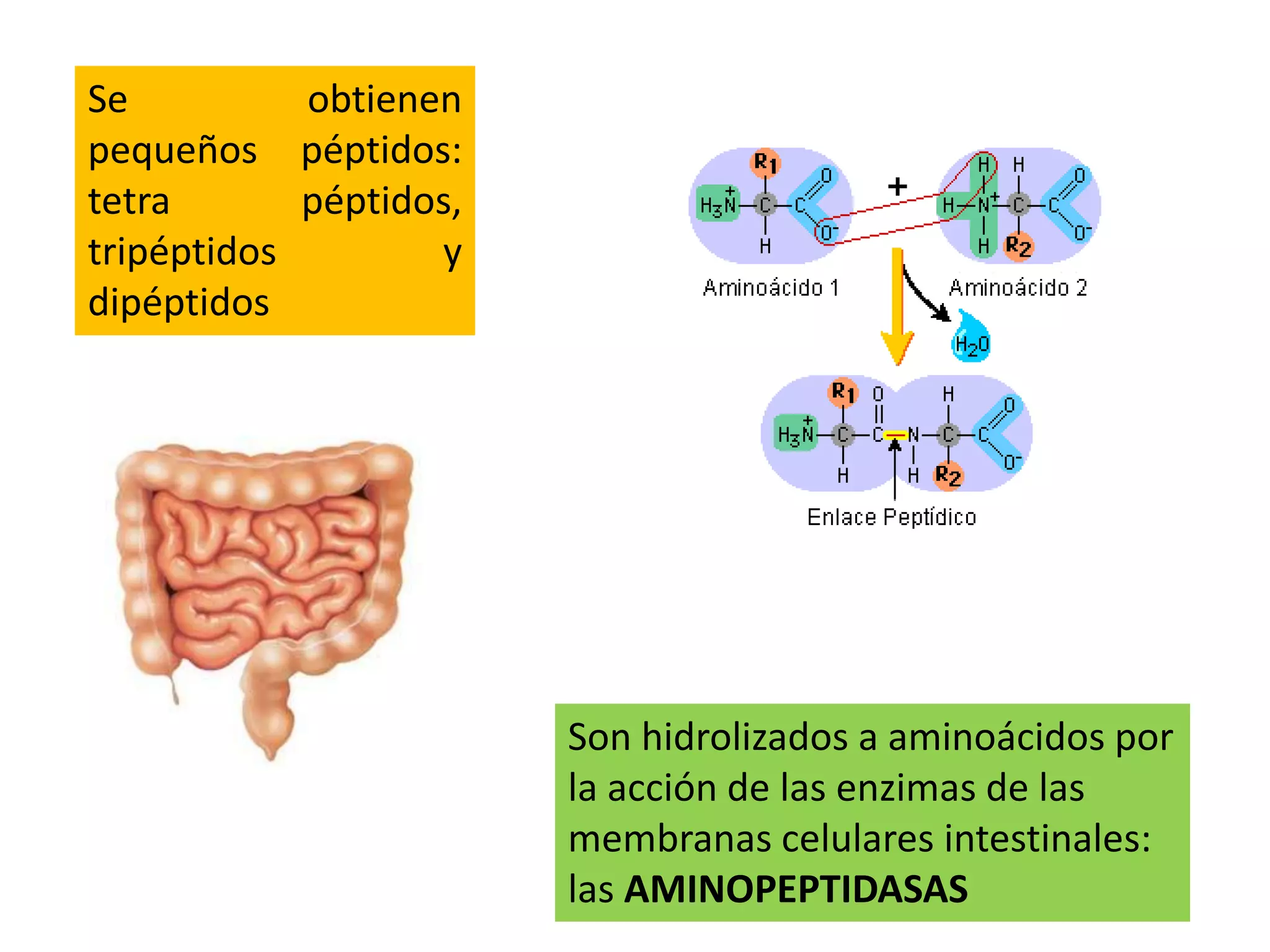 Se obtienen
pequeños péptidos:
tetra péptidos,
tripéptidos y
dipéptidos
Son hidrolizados a aminoácidos por
la acción de las enzimas de las
membranas celulares intestinales:
las AMINOPEPTIDASAS