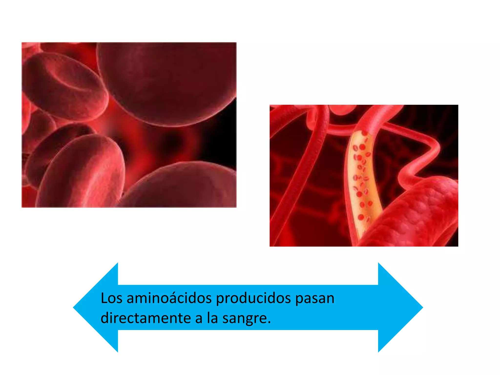 Los aminoácidos producidos pasan
directamente a la sangre.