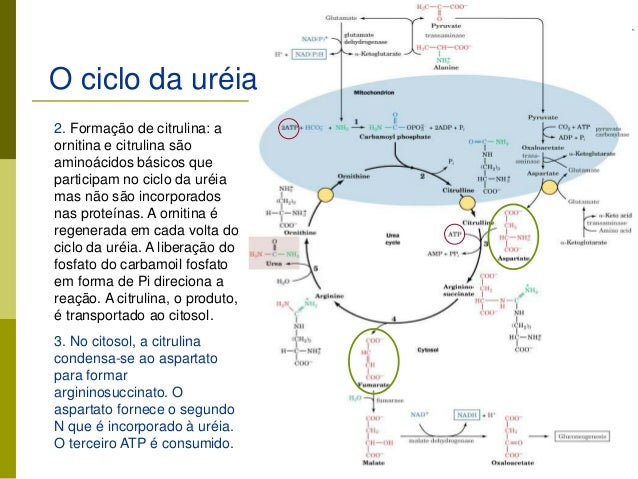 Que es hoja de cálculo de pérdida de peso ?