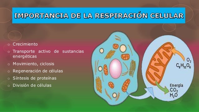 Prácticas para como activar el metabolismo