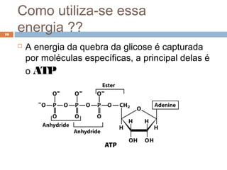 Como utiliza-se essa
16
     energia ??
        A energia da quebra da glicose é capturada
         por moléculas específicas, a principal delas é
         o ATP
 