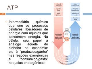 ATP
17




        Intermediário     químico
         que une os processos
         celulares liberadores de
         energia com aqueles que
         consomem energia. Na
         célula, seu papel á
         análogo      àquele    do
         dinheiro na economia:
         ele é “produzido/ganho”
         nas reações exergônicas
         e      “consumido/gasto”
         naquelas endergônicas.
 