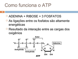 Como funciona o ATP
18


        ADENINA + RIBOSE + 3 FOSFATOS
        As ligações entre os fosfatos são altamente
         energéticas
        Resultado da interação entre as cargas dos
         oxigênios
 