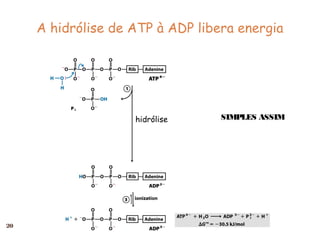 A hidrólise de ATP à ADP libera energia




                    hidrólise     SIMPLES ASSIM




20
 