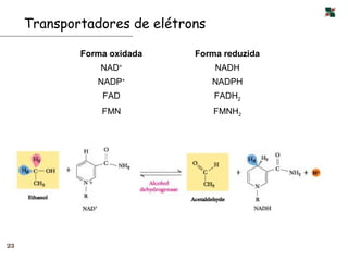 Transportadores de elétrons

             Forma oxidada    Forma reduzida
                 NAD+              NADH
                NADP+              NADPH
                 FAD               FADH2
                 FMN               FMNH2




23
 
