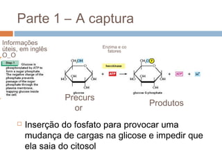 Parte 1 – A captura
Informações
                             Enzima e co
úteis, em inglês               fatores
O_O




                   Precurs
                                           Produtos
                     or
        Inserção do fosfato para provocar uma
         mudança de cargas na glicose e impedir que
         ela saia do citosol
 
