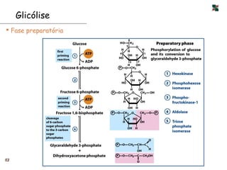 Glicólise
 Fase preparatória




42
 