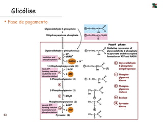 Glicólise
 Fase de pagamento




43
 