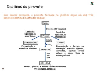 Destinos do piruvato

 Com poucas exceções, o piruvato formado na glicólise segue um dos três
 possíveis destinos mostrados abaixo:



                                         Glicólise (10 reações)
                   Condições                          Condições
                  hipóxicas ou                       hipóxicas ou
                  anaeróbicas                        anaeróbicas
                                         Condições
                                         aeróbicas


               Fermentação a                          Fermentação a lactato em
             etanol em leveduras                      contração muscular vigorosa,
                                                      eritócitos, algumas outras
                                                      células e alguns tipos de
                                                      microrganismos




                 Animais, plantas, e muitas células microbianas
44                           em condições aeróbicas
 