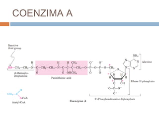 COENZIMA A
 