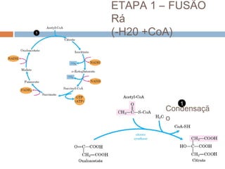 ETAPA 1 – FUSÃO
    Rá
1   (-H20 +CoA)




               1
            Condensaçã
            o
 