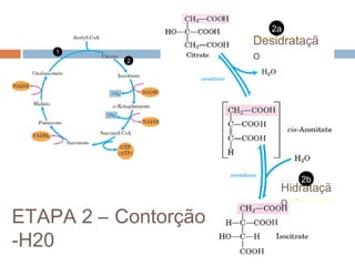 2a
                      Desidrataçã
                      Dehydration
    1
           2
                      o




                              2b
                          Hidrataçã
                            Hydration
                          o
ETAPA 2 – Contorção
-H20
 