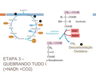 1
           2


               3




                     NAD+

                     NADH


                            3

                   Descarboxilação
                     Oxidative
                     decarboxylation
                      Oxidativa

ETAPA 3 –
QUEBRANDO TUDO I
(+NADh +CO2)
 