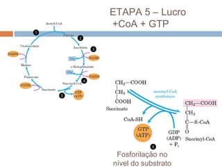 ETAPA 5 – Lucro
                    +CoA + GTP
1
        2


                3




            4



    5




                                 5

                     Fosforilação no
                           Substrate-level
                           phosphorylation
                    nível do substrato
 