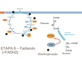 1
               2


                       3




                   4


  6
           5




                                       FAD
ETAPA 6 – Fadiando                 6

(+FADH2)                    Dehydrogenation
                           Desidrogenação
 