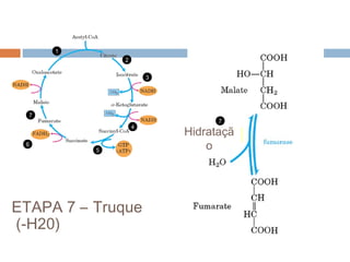 1
              2


                      3




  7
                                 7
                  4
                          Hidrataçã
                             Hydration
 6
          5                   o




ETAPA 7 – Truque
(-H20)
 