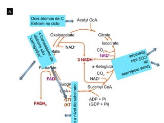 A
     Dois átomos de C                            Acetyl CoA
     Entram no ciclo


    4 C rons os”Oxaloacetate                                   Citrate
     ele rrega
      “ca

       arr são
        t
          ead                                                    Isocitrate
                          NAD+
               Malate                                          CO2
             ore
                                                                                 liber
              d



                                                                                      a
                                                                NAD+            CO2 das
                sd


                                                      3 NADH                   de      são
                  e



                                                            α-Ketoglutarate
                                                                              Dua
         Fumarate                                                                  s mo
                                                                                         lécu
                                                             CO2
                                                                                             las
              FAD                                          NAD+
                      Succinate
                              a nível do substrato.

                                                          Succinyl CoA
                        CoA

                         GTP                              ADP + Pi
       FADH2             (ATP)                            (GDP + Pi)
 