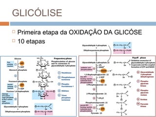 GLICÓLISE
   Primeira etapa da OXIDAÇÃO DA GLICÓSE
   10 etapas
 