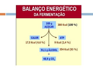 Metabolismo2