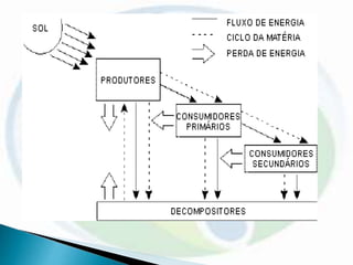 Metabolismo Energetico