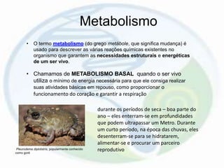 Metabolismo
• O termo metabolismo (do grego metábole, que significa mudança) é
usado para descrever as várias reações químicas existentes no
organismo que garantem as necessidades estruturais e energéticas
de um ser vivo.
• Chamamos de METABOLISMO BASAL quando o ser vivo
utiliza o mínimo de energia necessária para que ele consiga realizar
suas atividades básicas em repouso, como proporcionar o
funcionamento do coração e garantir a respiração
durante os períodos de seca – boa parte do
ano – eles enterram-se em profundidades
que podem ultrapassar um Metro. Durante
um curto período, na época das chuvas, eles
desenterram-se para se hidratarem,
alimentar-se e procurar um parceiro
reprodutivoPleurodema diplolistris, popularmente conhecido
como goré
 
