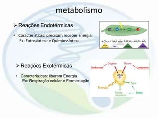 metabolismo
Reações Endotérmicas
• Características: precisam receber energia
Ex: Fotossíntese e Quimiossíntese
Reações Exotérmicas
• Características: liberam Energia
Ex: Respiração celular e Fermentação
 