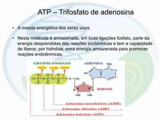 ATP – Trifosfato de adenosina
• A moeda energética dos seres vivos
• Nesta molécula é armazenada, em suas ligações fosfato, parte da
energia desprendidas das reações exotérmicas e tem a capacidade
de liberar, por hidrolise, essa energia armazenada para promover
reações endotérmicas.
 