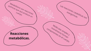 Reacciones
metabólicas.
Moléculas simples y
monómeros forman
componentes en el cuerpo.
Las reacciones catabólicas son
exergonicas.
Metabólismo son reacciones
químicas que que produce un
cuerpo.
 