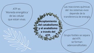 Acoplamiento
del catabolismo
y el anabdismo
a través del
ATP.
ATP es
¨Moneda energética¨
de las celular
que estan vivas.
Las reacciones químicas
del los sistemas vivos
depende de la
transferencia de energía.
Grupo fosfato se separa
del ATP,
se forman
adenosindifosfato.
 