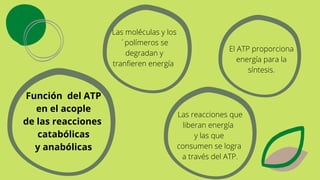 Función del ATP
en el acople
de las reacciones
catabólicas
y anabólicas
El ATP proporciona
energía para la
síntesis.
Las reacciones que
liberan energía
y las que
consumen se logra
a través del ATP.
Las moléculas y los
´polímeros se
degradan y
tranfieren energía
 
