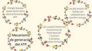 Mecanismo
de generación
del ATP.
Los dos enlaces de
fosfato son
utilizados oara
transferir energía
Los cuerpos tienen tres
mecanismos de
fosforilasación.
1.Sustrato
2.Oxidativa
3.Fosfato forilación.
Energía liberada
queda dentro de la
célula al formarse el
ATP.
 