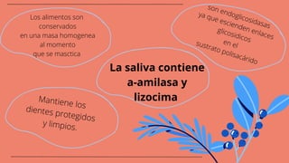 La saliva contiene
a-amilasa y
lizocima
son endoglicosidasas
ya que escienden enlaces
glicosidicos
en el
sustrato polisacárido
Los alimentos son
conservados
en una masa homogenea
al momento
que se masctica
Mantiene los
dientes protegidos
y limpios.
 