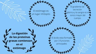 La digestión
de las proteínas
y grasas comienzan
en el
estómago
El estómago es
un lugar inhóspito
El gradiente de
secreción
gástrica y la sangre es el
ionico mayor del
cuenpo
El ácido esta formado
por 3 funciones
principales
 