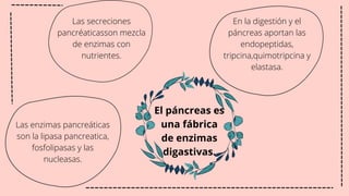 El páncreas es
una fábrica
de enzimas
digastivas.
En la digestión y el
páncreas aportan las
endopeptidas,
tripcina,quimotripcina y
elastasa.
Las enzimas pancreáticas
son la lipasa pancreatica,
fosfolipasas y las
nucleasas.
Las secreciones
pancréaticasson mezcla
de enzimas con
nutrientes.
 