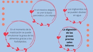La digestión
de las
grasas
precisa
sales
biliares
Los trigliceridos no
se pueden disolver
en agua
En el momento de la
masticación se puede
emulsionar la grasa de los
alimentos gracias a los
fosfoliptidos.
En el intestino delgado
se unen la lipasa
pancreática y la colipasa
 