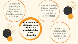 Algunas enzimas
digestivas están
ancladas a la
superficie de las
micro
vellosidades
Las criptas del
intestino son
delgadas que
segregan entre 1 y 2 l
de quido oscuro cada
dia que pasa.
Las enzimas que son
de borde en cepillo
estas están unidas
en la superficie de
las vellosidades.
Disacaridos y
oligosacaridos
estos hidrolizan
la sacrosa y la
lactosa.
 