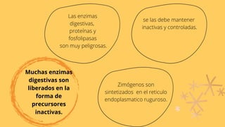 Muchas enzimas
digestivas son
liberados en la
forma de
precursores
inactivas.
Las enzimas
digestivas,
proteínas y
fosfolipasas
son muy peligrosas.
Zimógenos son
sintetizados en el reticulo
endoplasmatico ruguroso.
se las debe mantener
inactivas y controladas.
 