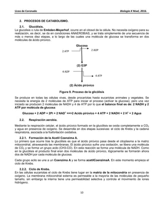 Liceo de Coronado Biología X Nivel, 2016.
10
2. PROCESOS DE CATABOLISMO.
2.1. Glucólisis.
La glucolisis o ruta de Embden-Meyerhof, ocurre en el citosol de la célula. No necesita oxígeno para su
realización, es decir, se da en condiciones ANAEROBIAS, y se trata simplemente de una secuencia de
más o menos diez etapas, a lo largo de las cuales una molécula de glucosa se transforma en dos
moléculas de ácido pirúvico.
Glucosa
(2) G3P
(2) Ácido pirúvico
Figura 9. Proceso de la glicólisis
Se produce en todas las células vivas, desde procariotas hasta eucariotas animales y vegetales. Se
necesita la energía de 2 moléculas de ATP para iniciar el proceso (activar la glucosa), pero una vez
iniciado se producen 2 moléculas de NADH y 4 de ATP por lo que el balance final es de: 2 NADH y 2
ATP por molécula de glucosa:
Glucosa + 2 ADP + 2Pi + 2 NAD+
==>2 Acido pirúvico + 4 ATP + 2 NADH + 2 H+
+ 2 Agua
2.2. Respiración aerobia.
Mediante la respiración celular, el ácido pirúvico formado en la glucólisis se oxida completamente a CO2
y agua en presencia de oxígeno. Se desarrolla en dos etapas sucesivas: el ciclo de Krebs y la cadena
respiratoria, asociada a la fosforilación oxidativa.
2.2.1. Formación de la Acetil Coenzima A.
Lo primero que ocurre tras la glucólisis es que el ácido pirúvico pasa desde el citoplasma a la matriz
mitocondrial, atravesando las membranas. El ácido pirúvico sufre una oxidación, se libera una molécula
de CO2 y se forma un grupo acilo (CH3-CO). En esta reacción se forma una molécula de NADH. Como
en la glucólisis el producto final eran dos moléculas de ácido pirúvico, lógicamente se formarán ahora
dos de NADH por cada molécula de glucosa.
Cada grupo acilo se une a un Coenzima A y se forma acetilCoenzimaA. En este momento empieza el
ciclo de Krebs.
2.2.2. Ciclo de Krebs.
En las células eucariotas el ciclo de Krebs tiene lugar en la matriz de la mitocondria en presencia de
oxígeno. La membrana mitocondrial externa es permeable a la mayoría de las moléculas de pequeño
tamaño, sin embargo la interna tiene una permeabilidad selectiva y controla el movimiento de iones
hidrógeno.
2 ATP 2 ADP
4 ADP
4 ATP
 