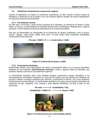 Liceo de Coronado
2.3. Catabolismo Anaerobio
Cuando el catabolismo se realiza en condiciones anaeró
hidrógenos o electrones no es el oxígeno
de la glucosa se llaman fermentaciones
2.3.1. Fermentación Láctica.
En este caso, el Piruvato o ácido pirúvico pr
láctico, ya sea por la intermediación de bacterias lácticas como Lactobacillus, Streptoccocos y algunos
protozoos, o bien mediante condiciones anaeróbicas en el músculo esquelético.
Este tipo de fermentación es responsable de la producción de lácteos acidificados
quesos, cuajada, crema ácida, natilla,
conservantes de los alimentos.
Piruvato + NADH + H
Figura 1
2.3.2. Fermentación alcohólica.
Denominada también como fermentación del etanol o fermentación etílica, es un proceso anaeróbico
realizado por las levaduras (Saccharomyces cereviae
producen cambios químicos en las sustancias orgánicas.
La fermentación alcohólica tiene como finalidad biológica proporcionar energía anaeróbica a los
microorganismos unicelulares (levaduras) en ausencia de oxígeno para ello disociar las
glucosa y obtener la energía necesaria para sobrevivir, produciendo el alcohol y CO
consecuencia de la fermentación. La fermentación alcohólica es la base para la industria alimentaria de
producción de pan, repostería, vino, ce
reacciones:
Piruvato Acetaldehido + CO
Acetaldehido + NADH +H
Figura 14. Producción de vino y otras bebidas etílicas
Liceo de Coronado
13
o (en ausencia de oxígeno).
Cuando el catabolismo se realiza en condiciones anaeróbicas, es decir cuando el último aceptor de
no es el oxígeno, sino una molécula orgánica sencilla, las rutas de degradación
fermentaciones.
En este caso, el Piruvato o ácido pirúvico producto de la glucólisis, se transforma en lactato o ácido
láctico, ya sea por la intermediación de bacterias lácticas como Lactobacillus, Streptoccocos y algunos
protozoos, o bien mediante condiciones anaeróbicas en el músculo esquelético.
ermentación es responsable de la producción de lácteos acidificados
natilla, entre otros. El ácido láctico tiene excelentes propiedades
Piruvato + NADH + H+
-------> ácido láctico + NAD+
Figura 13. Producción de queso y natilla
Fermentación alcohólica.
Denominada también como fermentación del etanol o fermentación etílica, es un proceso anaeróbico
Saccharomyces cereviae), mohos y algunas clases d
producen cambios químicos en las sustancias orgánicas.
La fermentación alcohólica tiene como finalidad biológica proporcionar energía anaeróbica a los
microorganismos unicelulares (levaduras) en ausencia de oxígeno para ello disociar las
glucosa y obtener la energía necesaria para sobrevivir, produciendo el alcohol y CO
La fermentación alcohólica es la base para la industria alimentaria de
producción de pan, repostería, vino, cerveza y otras bebidas alcohólicas. Se lleva a cabo en dos
Piruvato Acetaldehido + CO2.
Acetaldehido + NADH +H+
Etanol + NAD
Producción de vino y otras bebidas etílicas
Biología X Nivel, 2016.
bicas, es decir cuando el último aceptor de
, sino una molécula orgánica sencilla, las rutas de degradación
oducto de la glucólisis, se transforma en lactato o ácido
láctico, ya sea por la intermediación de bacterias lácticas como Lactobacillus, Streptoccocos y algunos
ermentación es responsable de la producción de lácteos acidificados como el yogurt,
entre otros. El ácido láctico tiene excelentes propiedades
Denominada también como fermentación del etanol o fermentación etílica, es un proceso anaeróbico
, mohos y algunas clases de bacterias, que
La fermentación alcohólica tiene como finalidad biológica proporcionar energía anaeróbica a los
microorganismos unicelulares (levaduras) en ausencia de oxígeno para ello disociar las moléculas de
glucosa y obtener la energía necesaria para sobrevivir, produciendo el alcohol y CO2 como desechos
La fermentación alcohólica es la base para la industria alimentaria de
Se lleva a cabo en dos
Etanol + NAD+
 